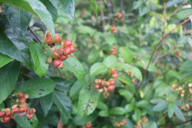Birçok yağmur ormanında bulunan ve birçok ASEAN ülkesinde yetişen yabani bir bitkinin meyvesinin ekşi bir tadı ve az bir suyu vardır.