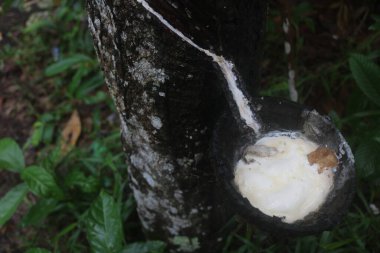 Kauçuk, kauçuk ve diğer endüstriyel ihtiyaçlar için yaygın olarak kullanılır.