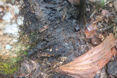 ASEAN ülkelerindeki tropikal ormanlarda yaşayan Rempa karıncaları gruplar halinde yaşarlar ve sayıları çok fazladır.