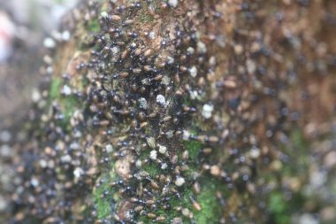 ASEAN ülkelerindeki tropikal ormanlarda yaşayan Rempa karıncaları gruplar halinde yaşarlar ve sayıları çok fazladır.