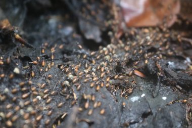 ASEAN ülkelerindeki tropikal ormanlarda yaşayan Rempa karıncaları gruplar halinde yaşarlar ve sayıları çok fazladır.