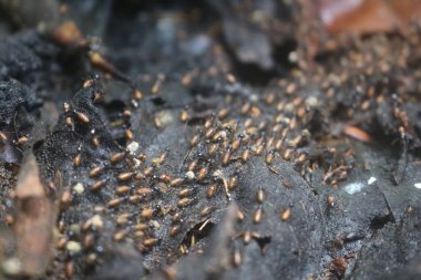 ASEAN ülkelerindeki tropikal ormanlarda yaşayan Rempa karıncaları gruplar halinde yaşarlar ve sayıları çok fazladır.