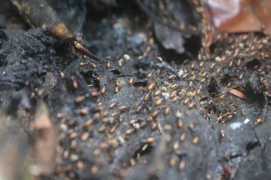 ASEAN ülkelerindeki tropikal ormanlarda yaşayan Rempa karıncaları gruplar halinde yaşarlar ve sayıları çok fazladır.