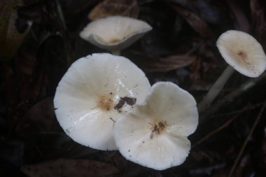 Beyaz mantar tropikal ormanlarda yetişen yenilebilir bir mantardır. Mantarların lifli ve çiğnenebilir bir dokusu vardır.