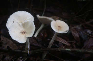 Beyaz mantar tropikal ormanlarda yetişen yenilebilir bir mantardır. Mantarların lifli ve çiğnenebilir bir dokusu vardır.