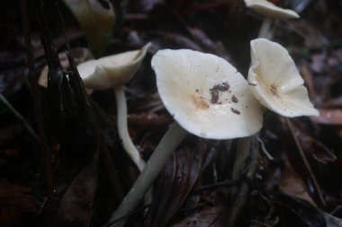 Beyaz mantar tropikal ormanlarda yetişen yenilebilir bir mantardır. Mantarların lifli ve çiğnenebilir bir dokusu vardır.