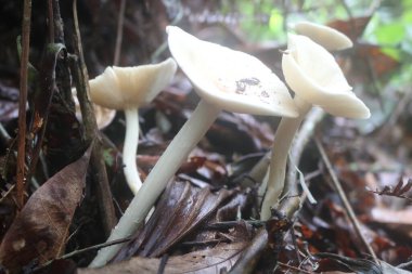 Beyaz mantar tropikal ormanlarda yetişen yenilebilir bir mantardır. Mantarların lifli ve çiğnenebilir bir dokusu vardır.