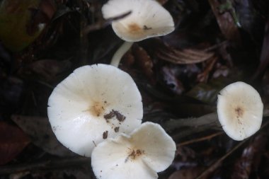 Beyaz mantar tropikal ormanlarda yetişen yenilebilir bir mantardır. Mantarların lifli ve çiğnenebilir bir dokusu vardır.
