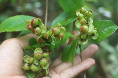 Birçok yağmur ormanında bulunan ve birçok ASEAN ülkesinde yetişen yabani bir bitkinin meyvesinin ekşi bir tadı ve az bir suyu vardır.