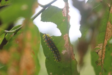 Yaprak yiyen tırtıllar ve ayrıca dokunulduğunda kaşınan tırtıllar vardır.