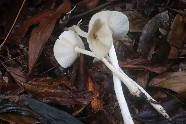 Beyaz mantar tropikal ormanlarda yetişen yenilebilir bir mantardır. Mantarların lifli ve çiğnenebilir bir dokusu vardır.