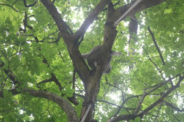 Ağaçta oturmuş, içinde kuş olan bir kedi.