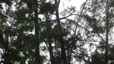 Gökyüzü arkaplanı olan ağaçtaki bir ayı