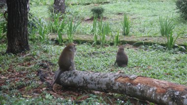 Ormanda bir kütükte oturan iki maymun.