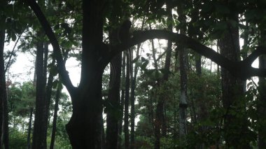 Bir bankı ve ağacı olan bir orman.