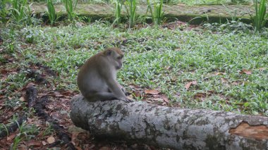Çimlerin üzerinde oturan bir maymun.