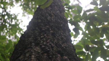 Üzerine kuş konmuş bir ağaç gövdesi.