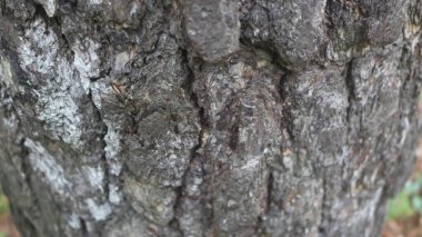 Üzerinde kuş olan bir ağaç gövdesine yakın plan.