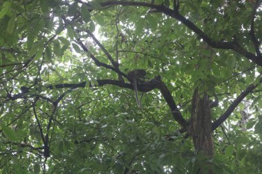 Yapraklarla ağaçta oturan bir maymun.