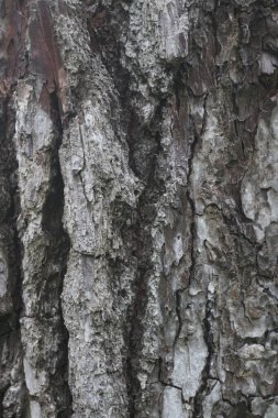 Üzerine kuş konmuş bir ağaç gövdesinin yakın çekimi.