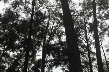 Gökyüzü arkaplanı olan bir grup ağaç