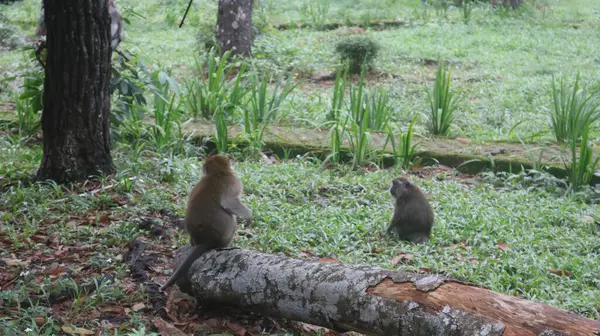 Ormanda bir kütükte oturan iki maymun.