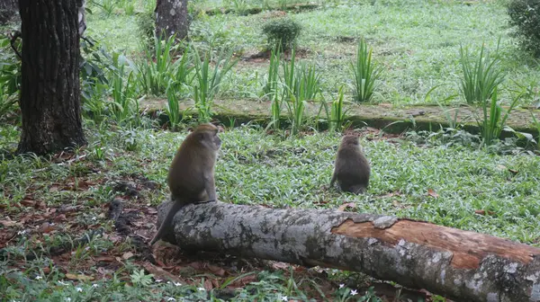 Ormanda bir kütükte oturan iki maymun.