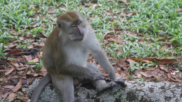 Bir maymun ormanda bir kütüğün üzerinde oturuyor.
