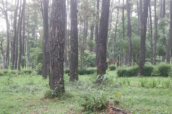 Ağaçlarla ve banklarla dolu bir orman.