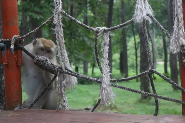 Bir maymun ahşap bir platformda iple oturuyor.