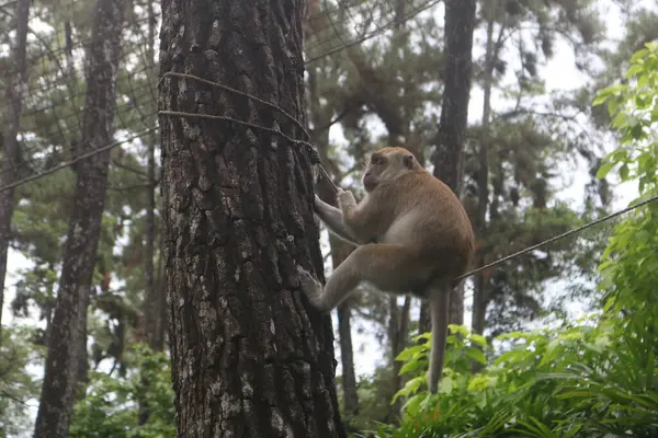 a monkey climbing a tree in the woods