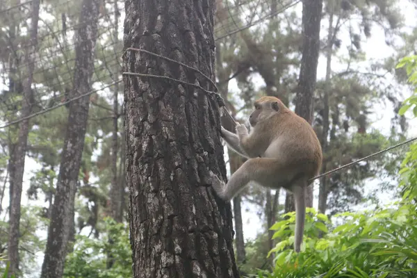 a monkey climbing a tree in the woods