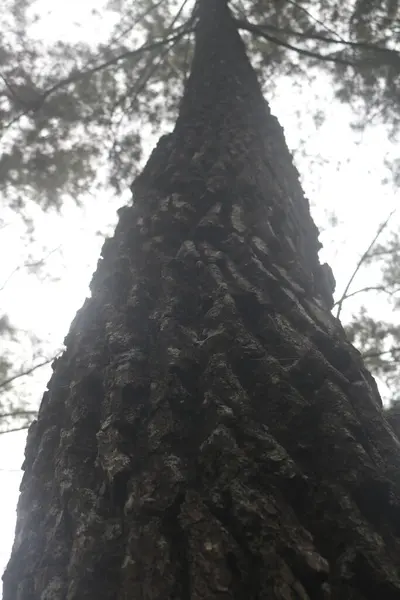 Gökyüzü arkaplanı olan bir ağaç gövdesi