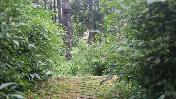 Ormanın içinde bir patika, uzakta bir bank var.