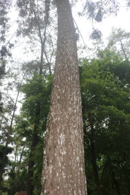 Kahverengi gövdeli ve beyaz kabuklu bir ağaç.