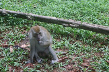 Bir ağacın yanında çimenlerde oturan bir maymun.