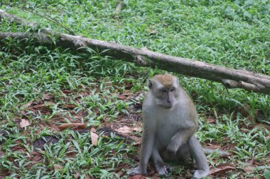 Bir ağacın yanında çimenlerde oturan bir maymun.