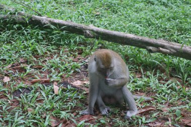Bir ağacın yanında çimenlerde oturan bir maymun.