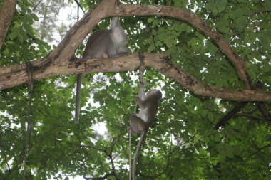 Ormanda bir ağaç dalında oturan iki maymun.