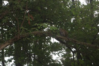 Ormandaki ağaç dalında oturan bir maymun.