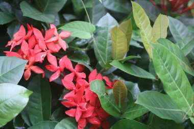 Arka planda yeşil yapraklı kırmızı bir çiçek