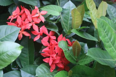 Arka planda yeşil yapraklı kırmızı bir çiçek