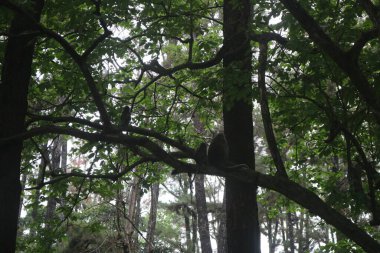 Ormandaki ağaç dalında oturan bir sincap.