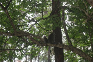 Ormandaki ağaç dalında oturan bir maymun.
