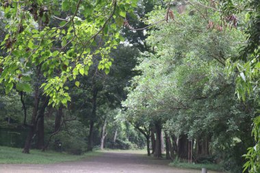 Ağaçlı ve banklı toprak bir yol.