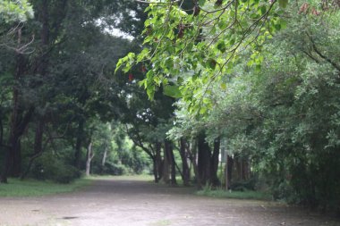 Ağaçlı ve banklı toprak bir yol.