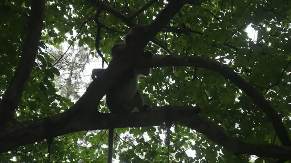 Ormandaki ağaç dalında oturan bir maymun.