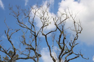 Yapraksız ve yapraksız bir ağaç.