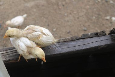 Tahta bir kirişin üzerinde oturan bir grup kuş.