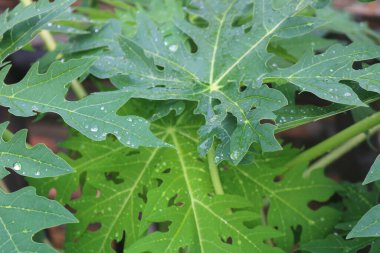 Üzerinde su damlaları olan bir bitki.